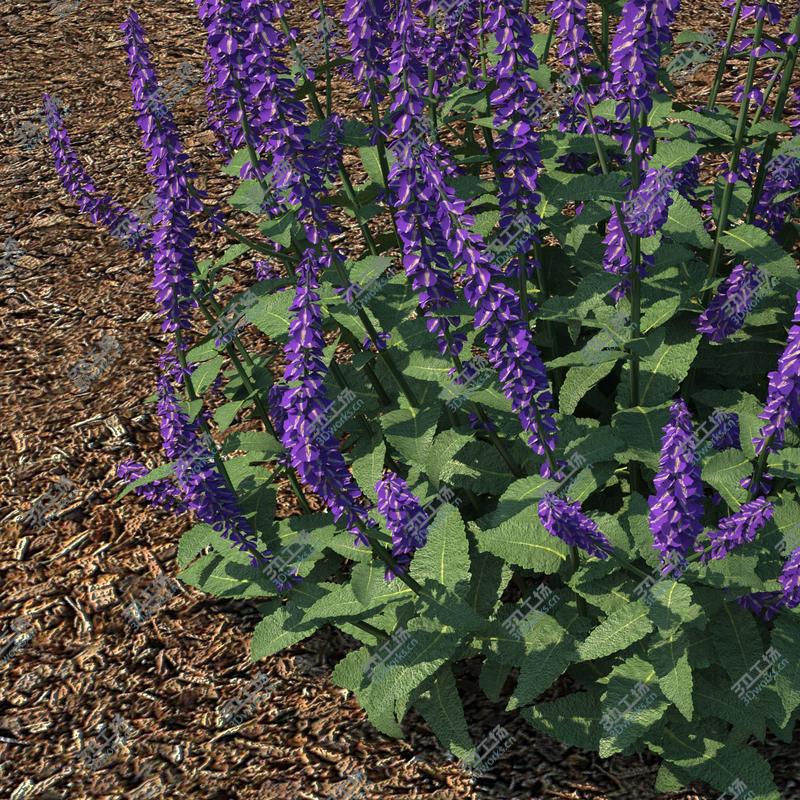 images/goods_img/2021040164/Meadow Sage (Salvia nemorosa)/3.jpg